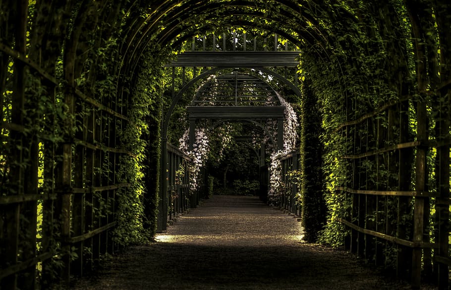 plant pathway, prinsentuin, vines, garden, leaves, arches, the way forward, direction, plant, tree