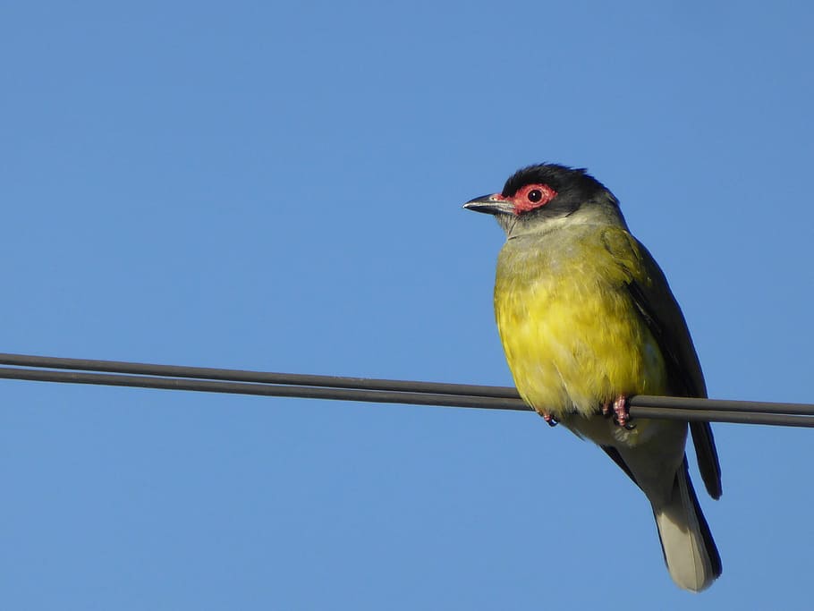 Figbird, Bird, Wire, Oriole, sphecotheres, yellow, australia, one animal, blue, animal themes