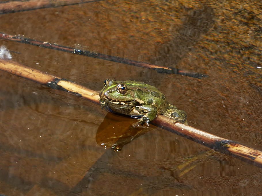 frog, batrachian, raft, cane, soak up the sun, float, one animal, animal themes, animal, animal wildlife