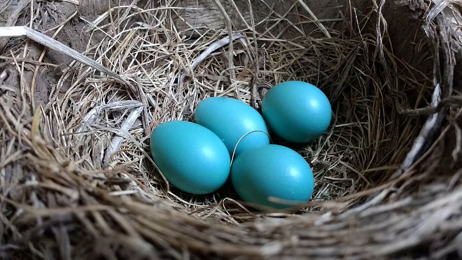 foto, cuatro, azul, huevos, arriba, marrón, nido, petirrojo, huevos de petirrojo, azul bebé