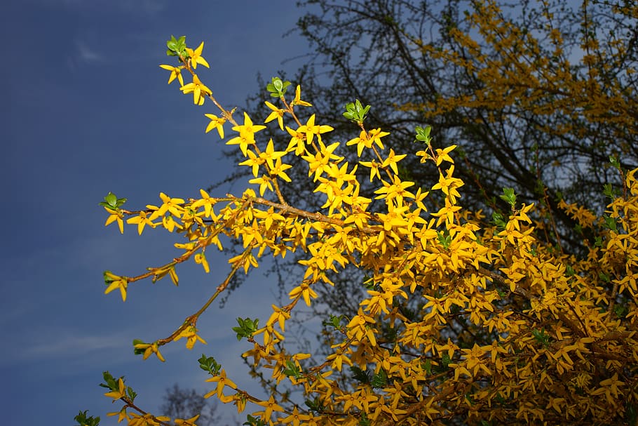 lila dorada, forsythia, ramas, amarillo, flores, flor, arbusto, flores de forsythia, campanas doradas, arbusto ornamental