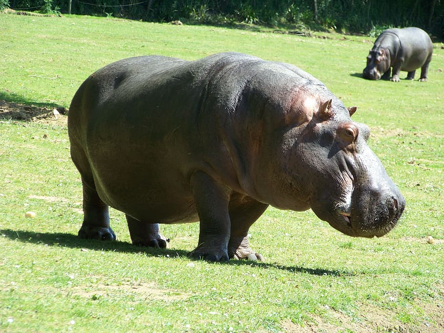 hippopotamus, zoo, Hippopotamus, Zoo, hippopotamus amphibius, animal, mammal, wildlife, nature, large, africa