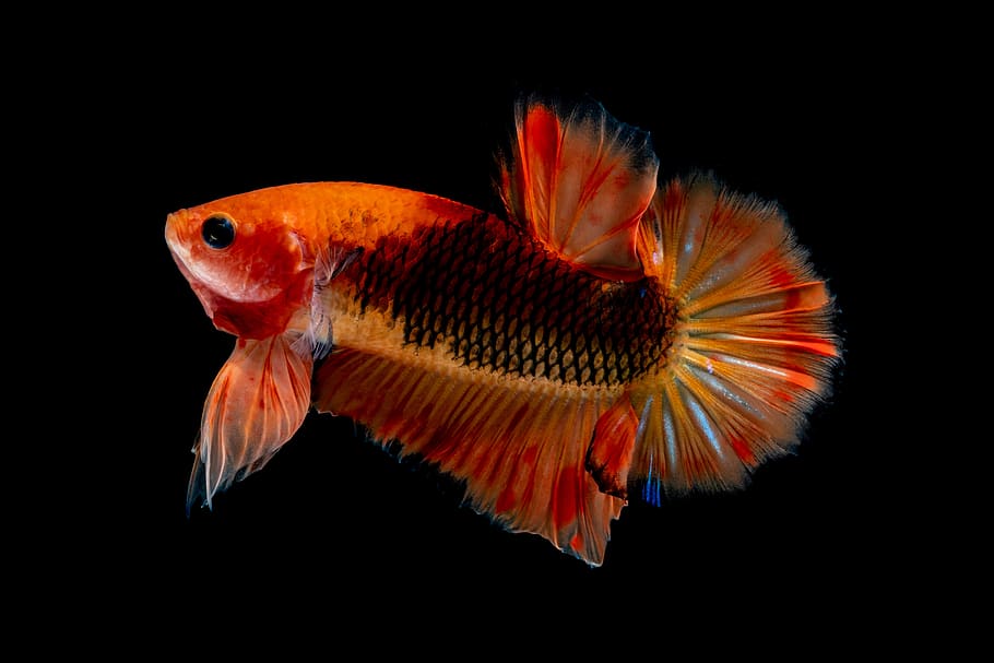 Betta pez naranja, agua, acuario, naturaleza, animal, Tailandia, pescado, colorido, temas de animales, un animal