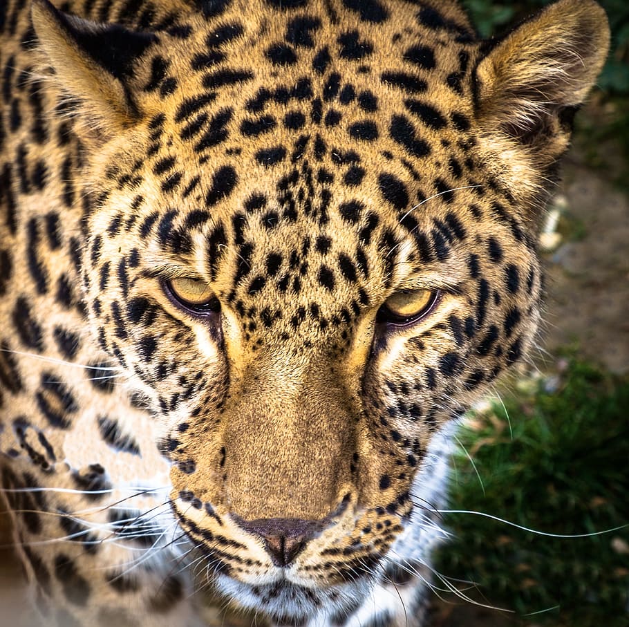 brown leopard, leopard, panther, feline, predator, wild, animal, cat, one animal, animal themes