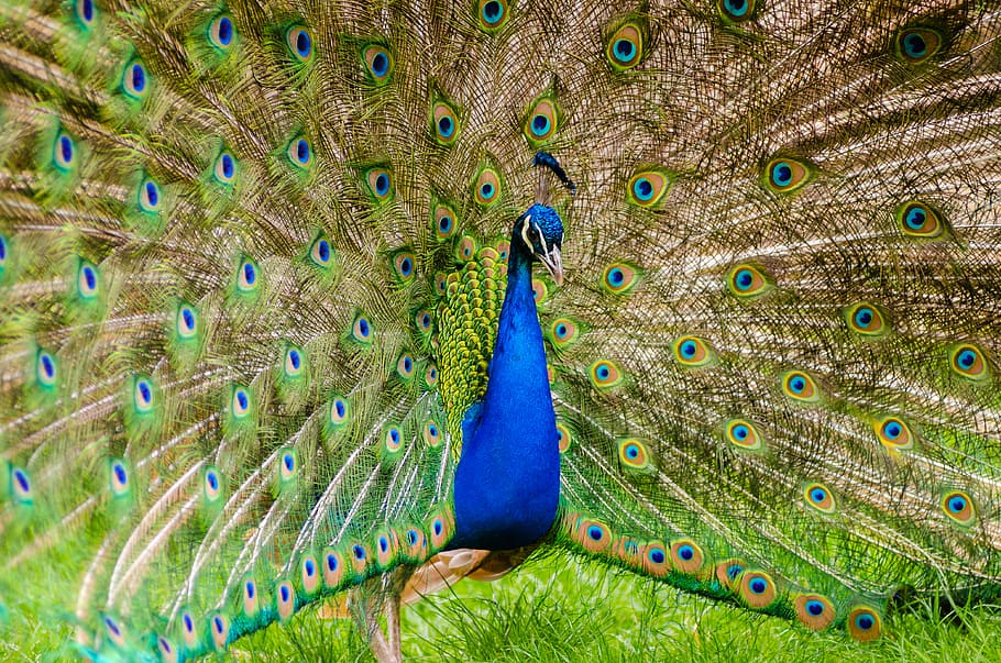 peacock, blue and green peacock, animal, vertebrate, bird, animal themes, animal wildlife, feather, peacock feather, one animal