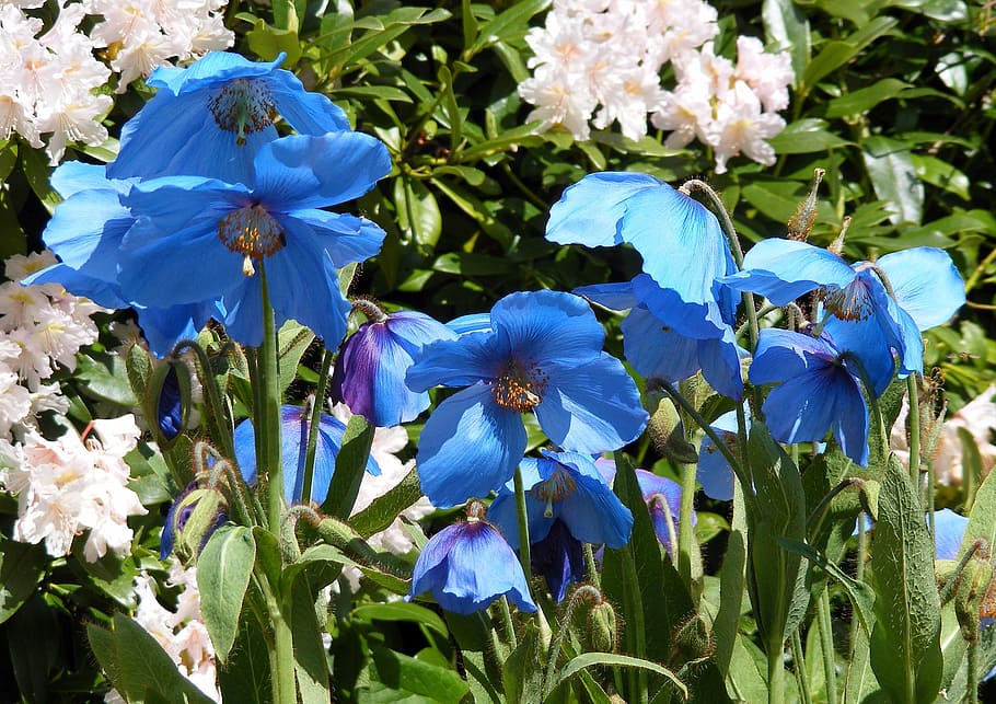 flores azules, amapolas, azul, meconopsis, tallo, amapola, flor, naturaleza, floral, jardín