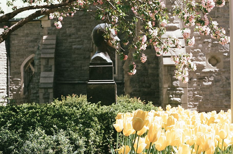foto, amarillo, plantas con flores peladas, negro, hormigón, estatua, al lado, tulipanes, ladrillo, edificio