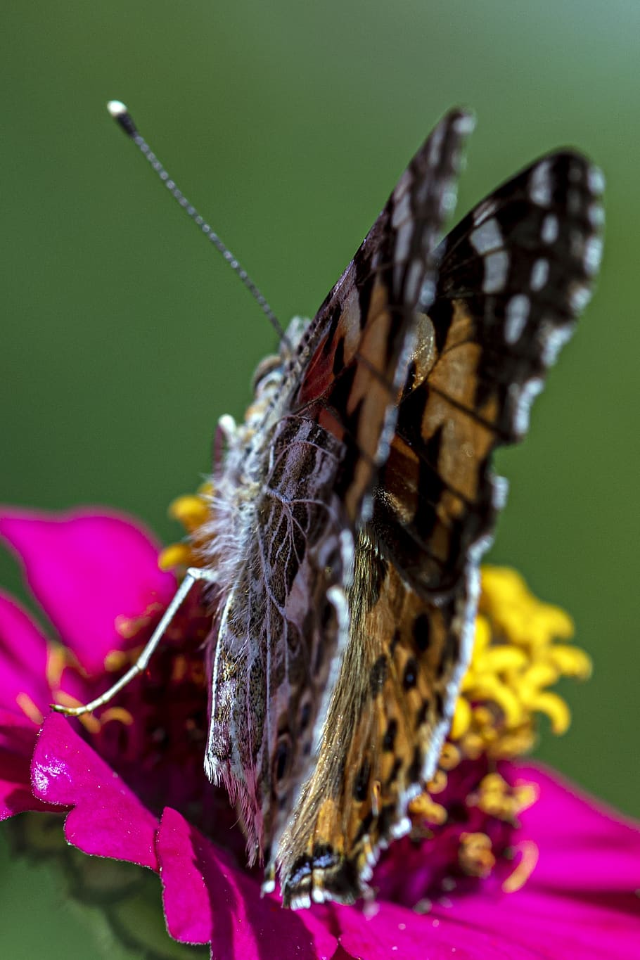 butterfly, pink, yellow, green, antenna, insect, garden, summer, outdoor, day