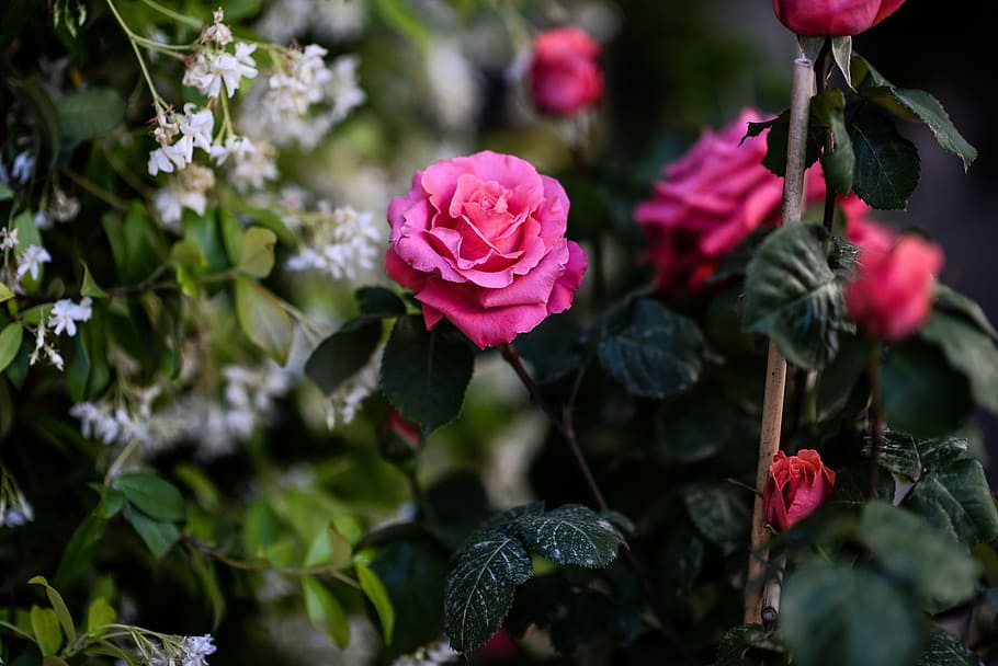 ピンク, バラ, セレクティブ, フォーカス写真, 花, 庭, ピンクのバラ, 白い低木, ブッシュ, 自然