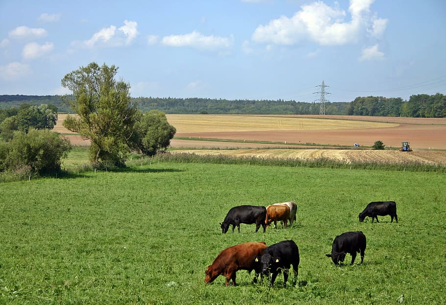 manada, ganado, caminar, verde, campo de hierba, durante el día, vaca, pasto, agricultura, naturaleza