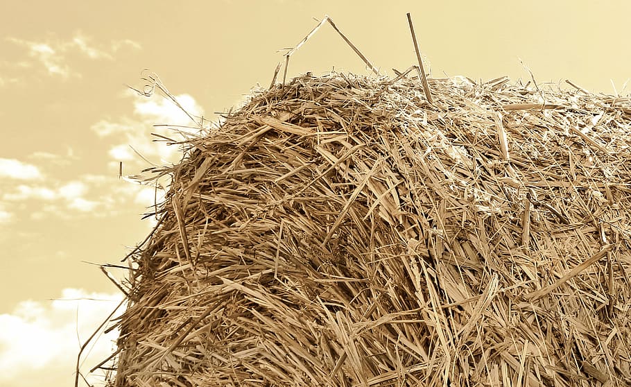 close, photography, hay, straw role, harvest, straw, agriculture, round bales, field, stubble