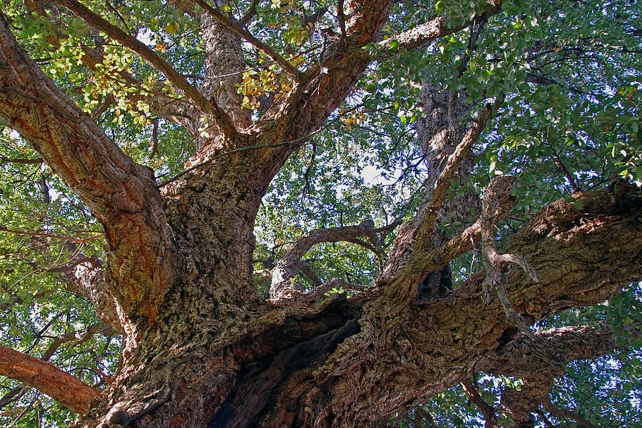 roble, corcho, quercus suber, árbol de hoja perenne, árbol, árboles, corteza, fuerza, planta, vista de ángulo bajo