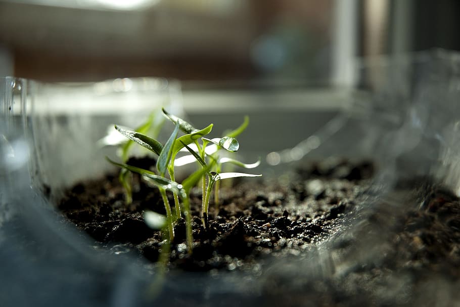 Sprout, Earth Day, Ecology, green, nature, plant, paprika, eco, organic, growth
