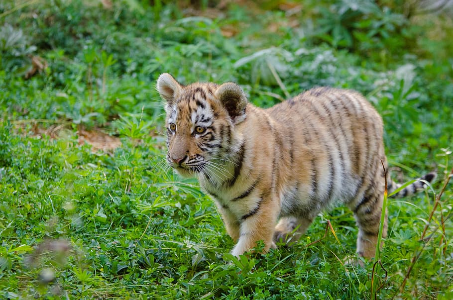 Siberia Tiger, Cub, cub cub, hewan, tema hewan, mamalia, kucing, satu hewan, rumput, tanaman