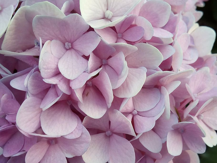 macro photography, pink, flowers, daytime, other training offerings, hydrangea flowers jia, nature, refreshing, bloom, bright