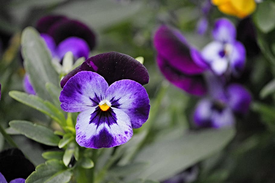 pansy, blossom, bloom, flower, spring, close, yellow, violet, nature, blue