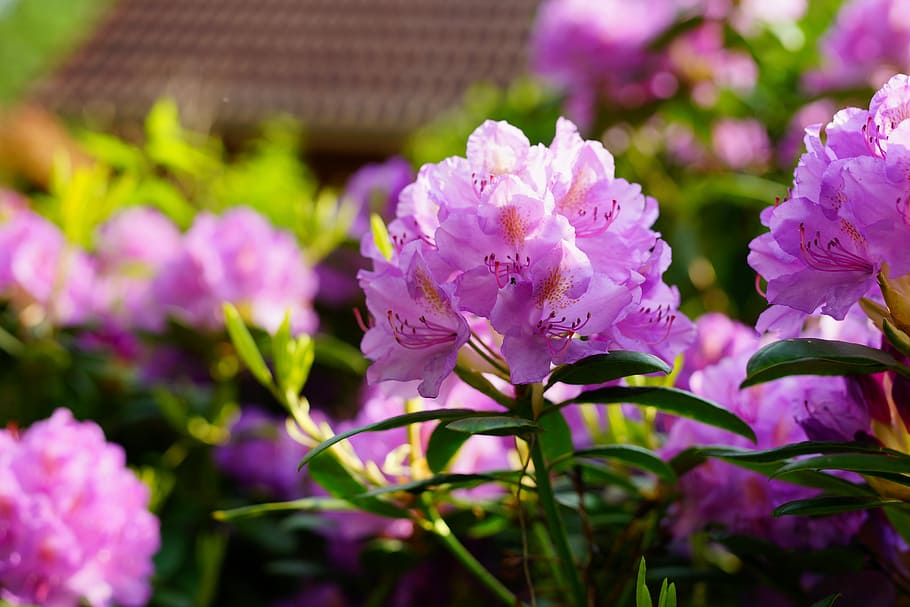 purple flowers, rhododendron, flowers, purple, bush, violet, close, double flower, sweet, tender