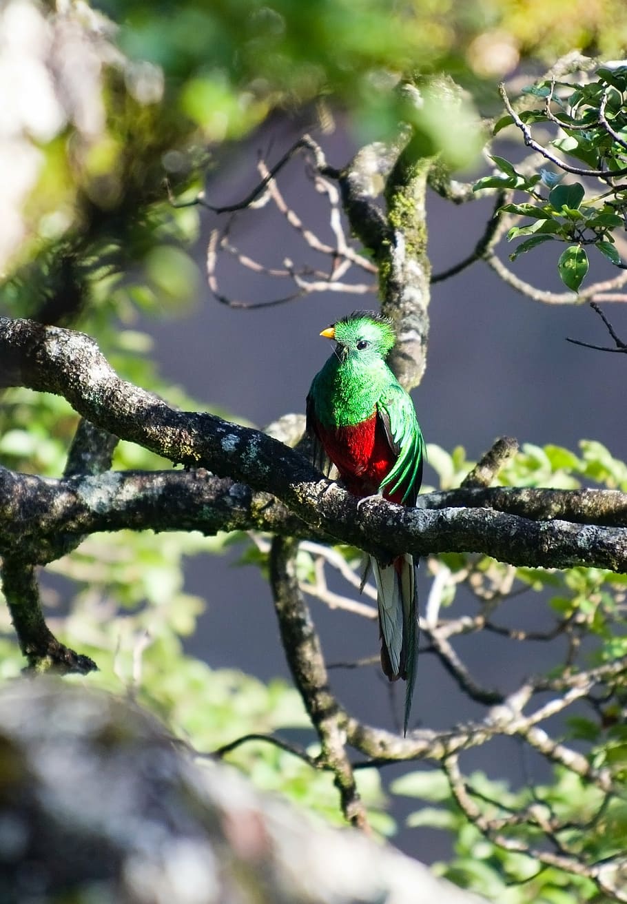 verde, rojo, pájaro, encaramado, rama de árbol, quetzal, pájaro salvaje, rama, un animal, animales en la naturaleza