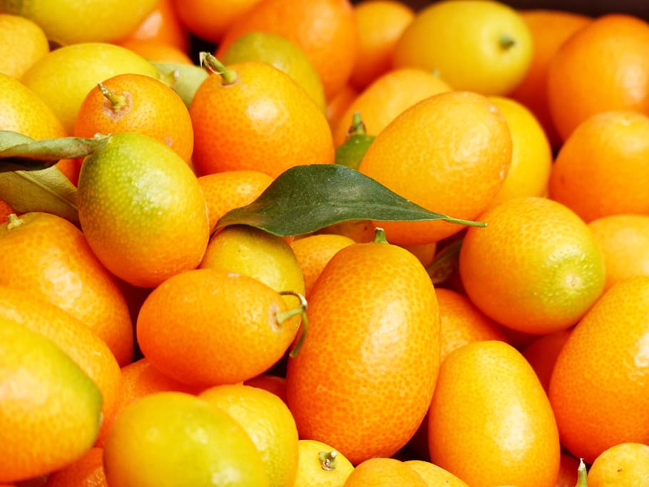 lote de fruta naranja, kumquats, frutas, fruta, fortunella, corteza enana, naranja, verde diamante, rutaceae, en forma de pera