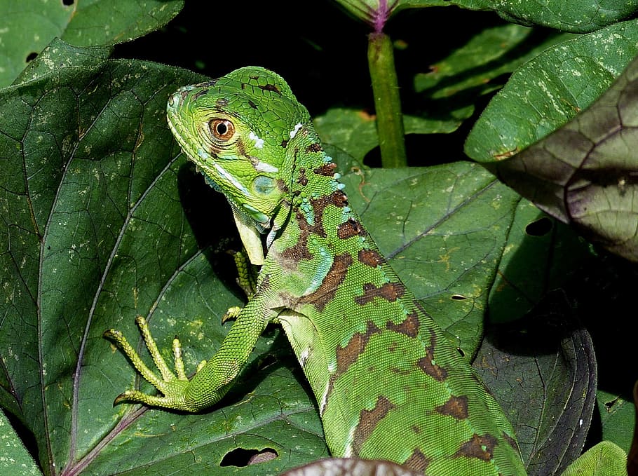 Lizard, Reptile, Tropics, green, rainforest, tropical, nature, costa rica, garden, vegetation