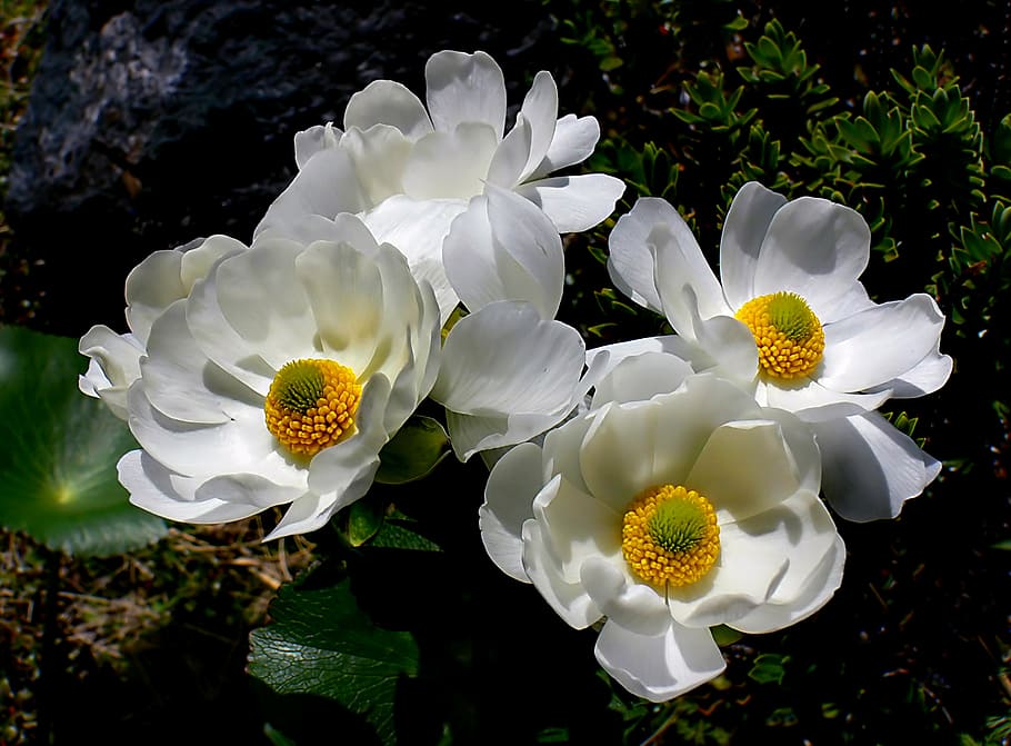 O Monte, Monte Cook Lily, flores brancas e amarelas, planta, flor, beleza na natureza, fragilidade, frescura, crescimento, vulnerabilidade