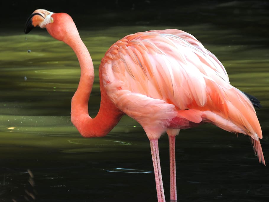 closeup, photography, flamigon, closeup photography, Greater, flamingo, water birds, exotic birds, flamingos, pink flamingo