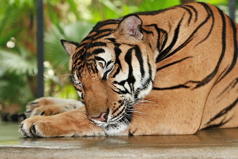 bengal tiger, closing, eyes, tiger, bengal, wildlife, mammal, carnivore, predator, zoo