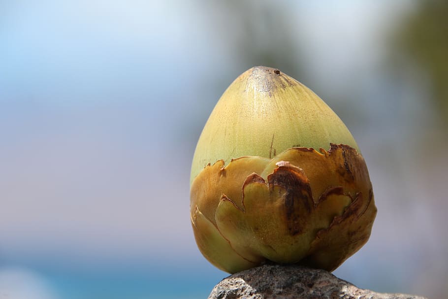 coconut, small, young, nature, food and drink, food, freshness, healthy eating, wellbeing, focus on foreground