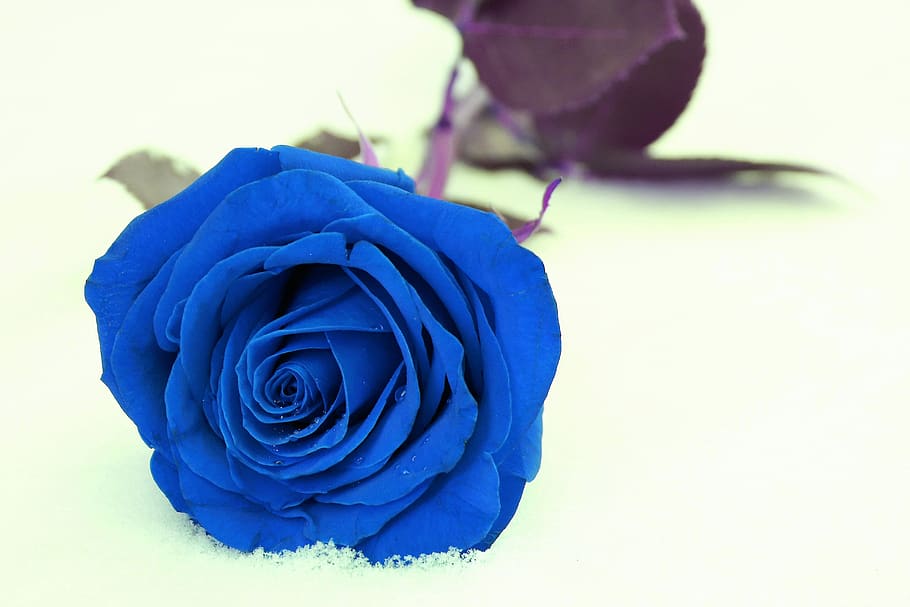 blue rose, mysterious, fantasy, snow, winter, nature, outdoor, rose, flower, flowering plant