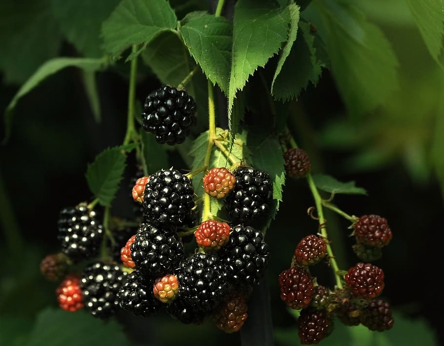 blackberry, black, vitamins, red, sweet, berry, ripe, fresh, tasty, healthy