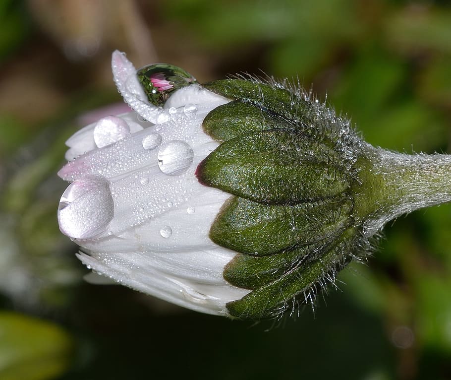 nature, flower, margaret, drops, macro, close-up, plant, focus on foreground, drop, day