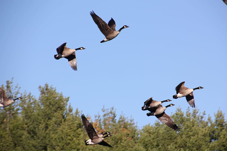 Canadian Geese, Flight, Canadian, Geese, canadian, geese, nature, wildlife, bird, sky, fly