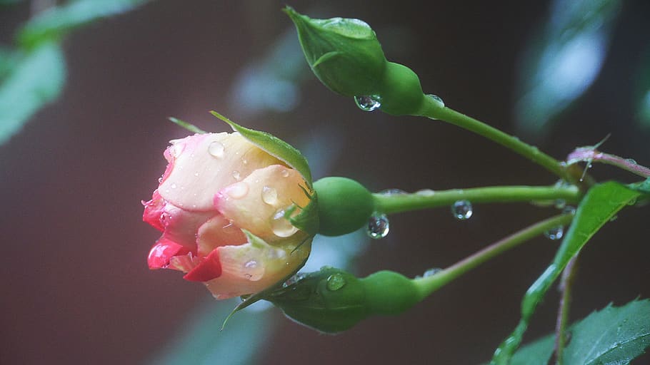 rose, the rain came back, this type, garden, red roses, plant, flower, flowering plant, freshness, beauty in nature