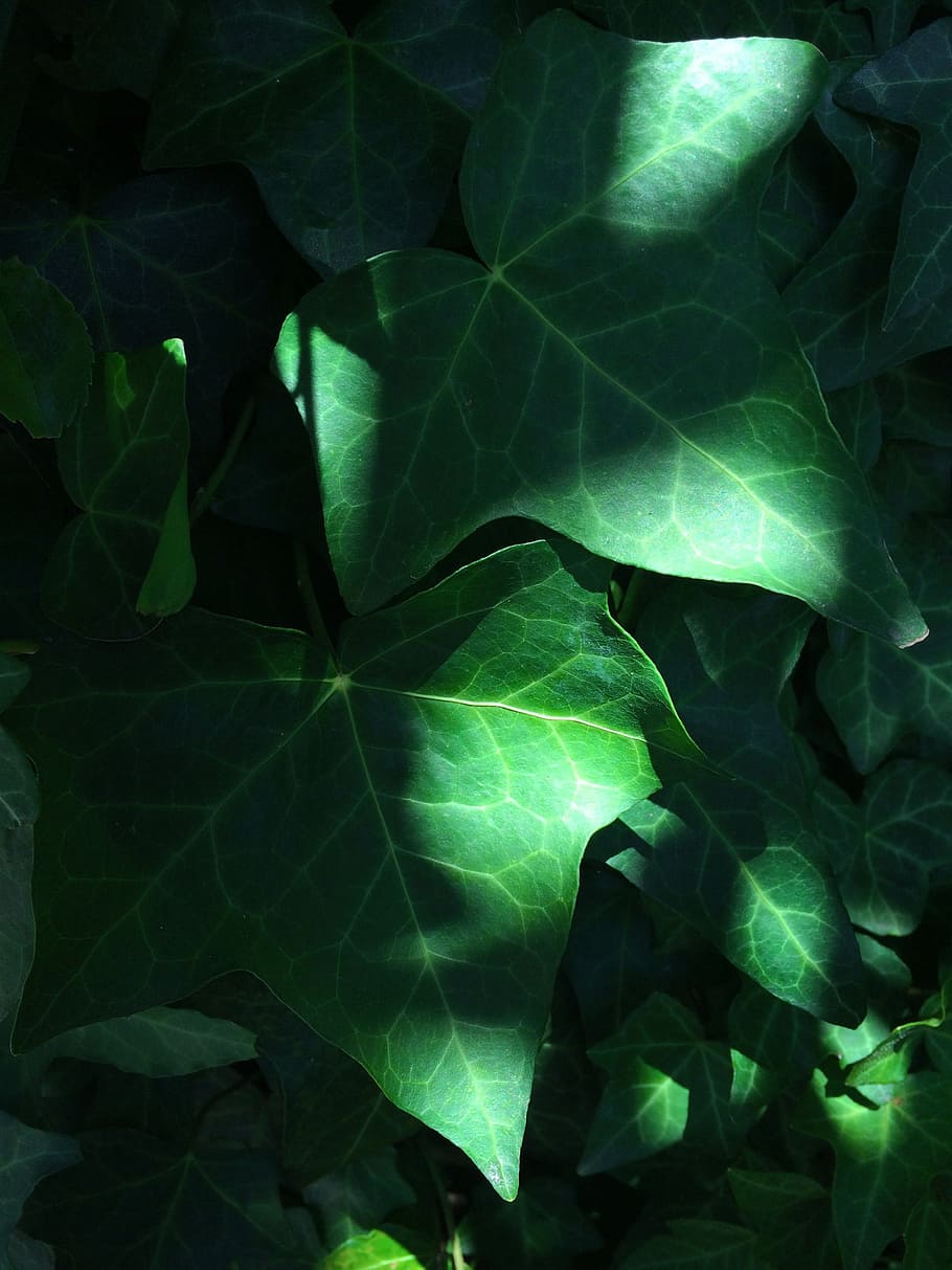 Light, Shadow, Wind, Ivy, Grass, the vine, sun, the warmth, otsu city, yokosuka