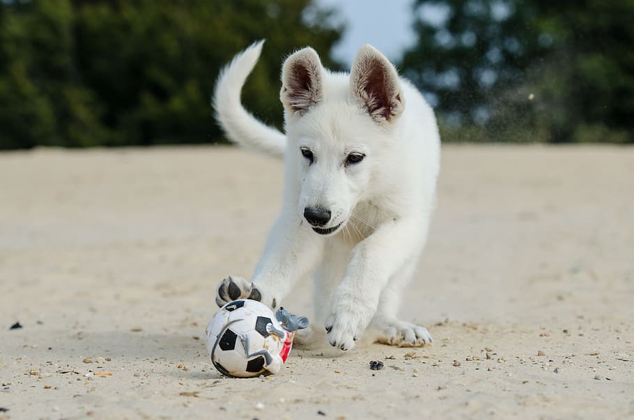 long-coat short-size, white, dog, playing, soccer ball, daytime, long, coat, short, white dog