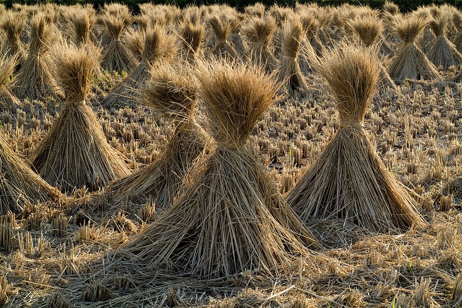 dried grass lot, straw, rice, grain, field, farm, rural, sheaths, bundles, nature