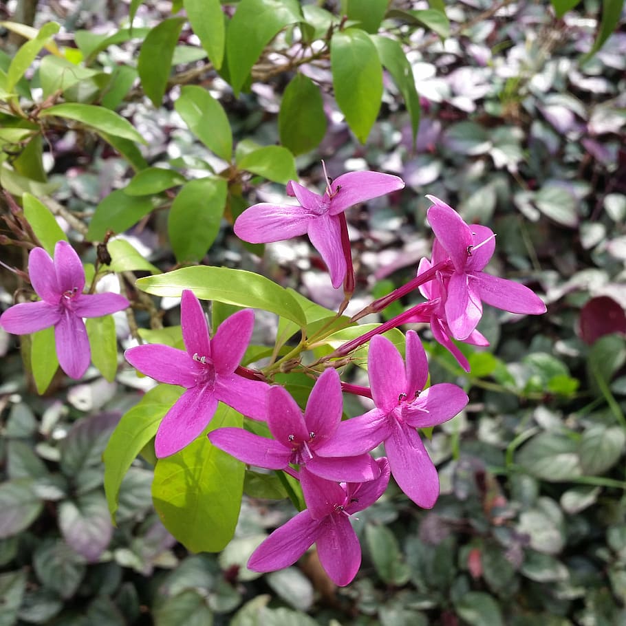 purple, petaled flowers, daytime, kauai flowers, hawaii, tropical flowers, kauai, tropical, flower, outdoors