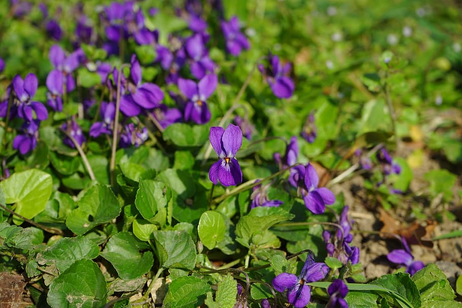 Wald, Violet, Blossom, Bloom, wald violet, flower, spring, harbinger of spring, smell, viola reichenbachiana