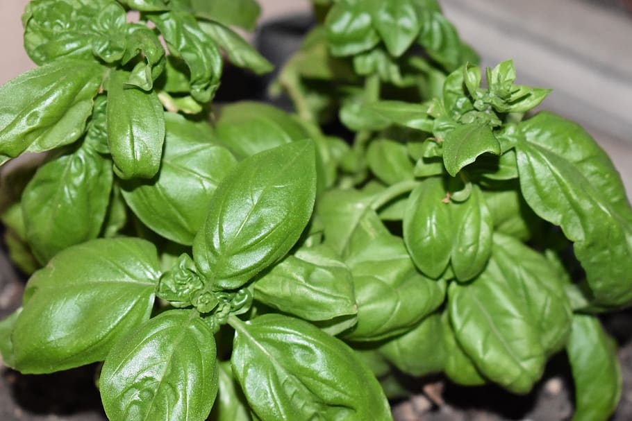basil, plant, grass, green, kitchen, sano, cool, herbs, food, leaves