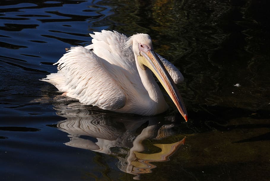 great, white, pelican, Great White Pelican, pelecanus onocrotalus, rosy pelican, water bird, bird, fly, wings