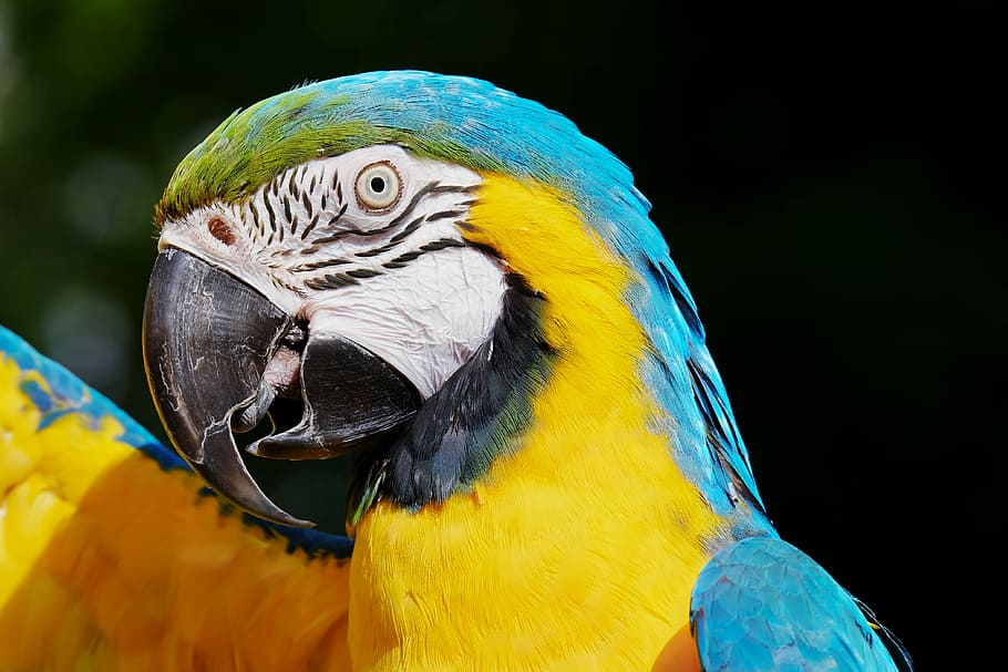 shallow, focus photography, blue, yellow, bird, ara, yellow macaw, parrot, animal, colorful