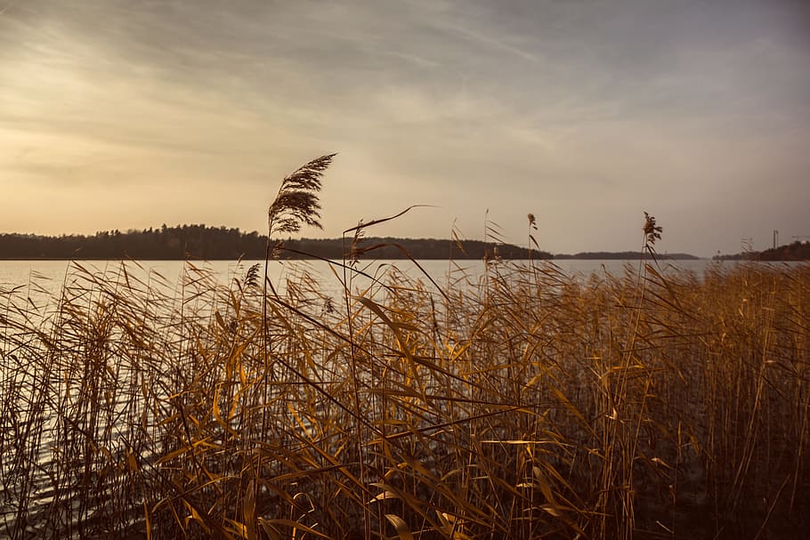 nature, grass, stems, stalks, sway, wind, water, river, islands, sky