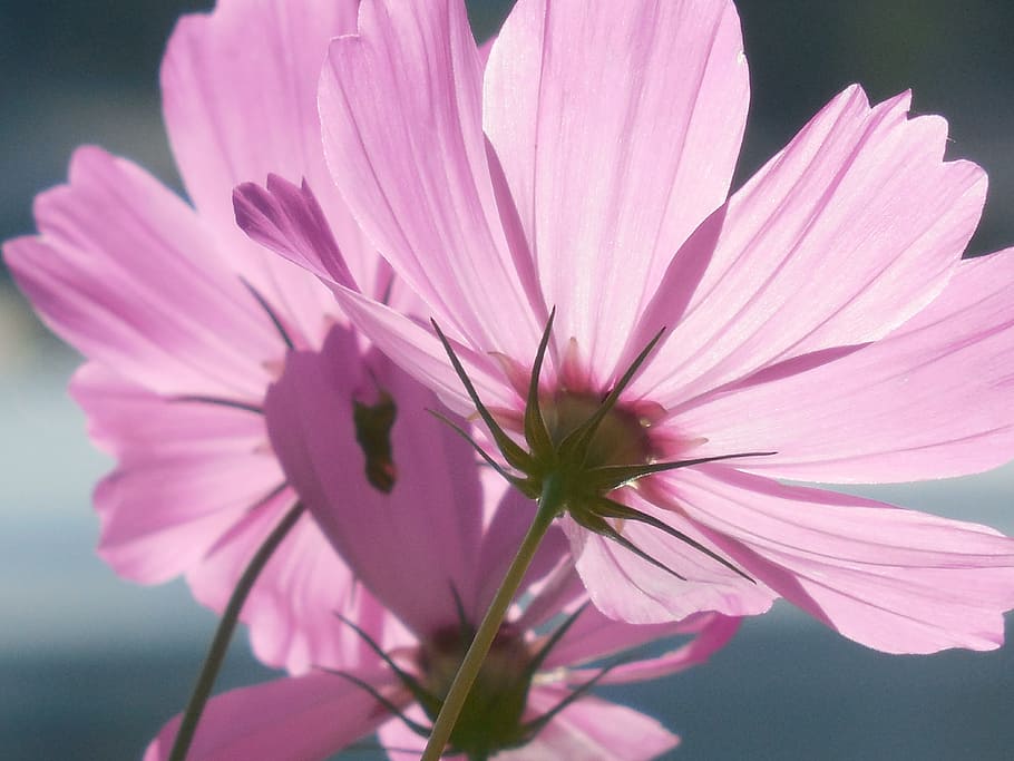 cosmos, flower, nature, plant, flora, garden, colorful, environment, color, botany