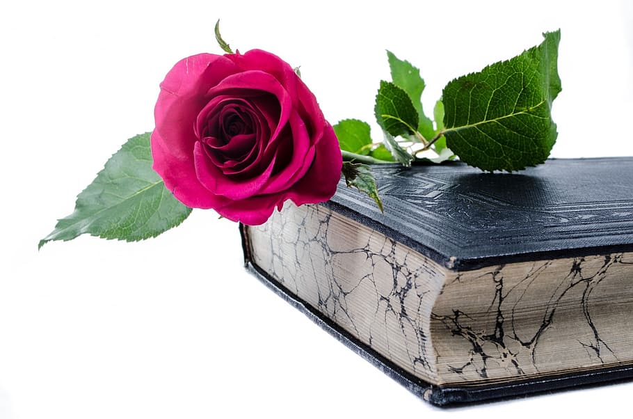 red, rose, flower, top, black, hardbound, book, flowers, love, decoration