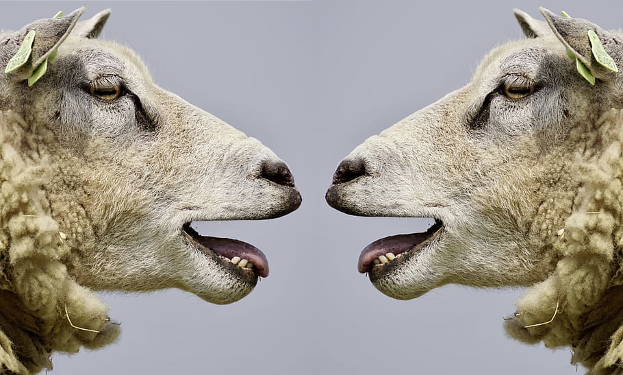 closeup, foto, dua, putih, domba, gembel, komunikasi, berkomunikasi, bicara, berdiskusi