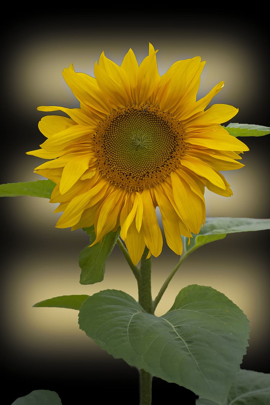 sunflower, flower, still life, sunflowers, yellow, nature, holiday, plant, summer, agriculture