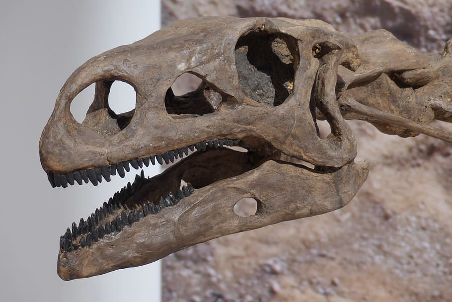 dinosaurio, hueso, esqueleto, hagbard, lagarto gigante, museo, fósiles, fósil, marco, exhibición