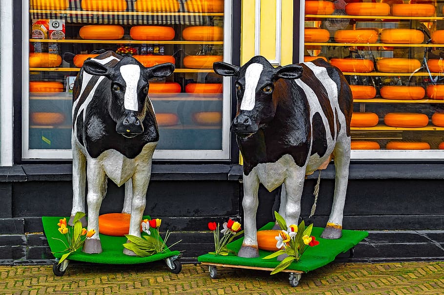 shop, store, cheese, gouda, plastic cow, food, product, netherlands, holland, europe