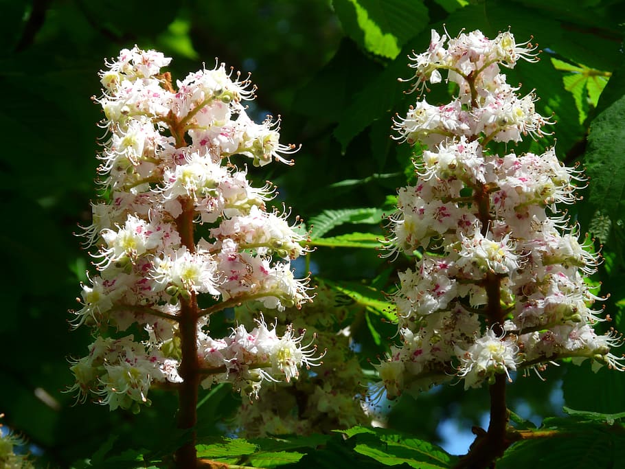 ordinary rosskastanie, chestnut, flowers, inflorescence, tree, leaves, white, bloom, flower fullness, aesculus hippocastanum