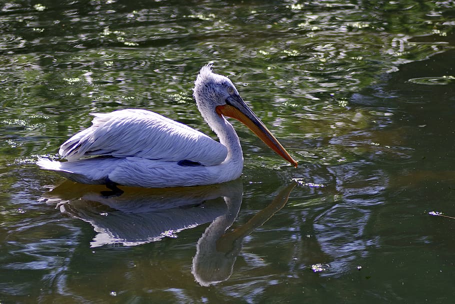 pelikan, pájaro, pico, largo, agua, flotadores, estanque, naturaleza, rosa, exótico